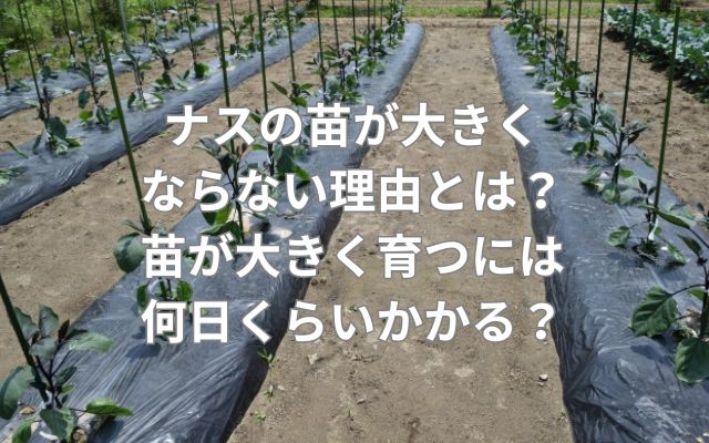 ナスの苗が大きくならない理由とは?苗が大きく育つには何日くらいかかる?