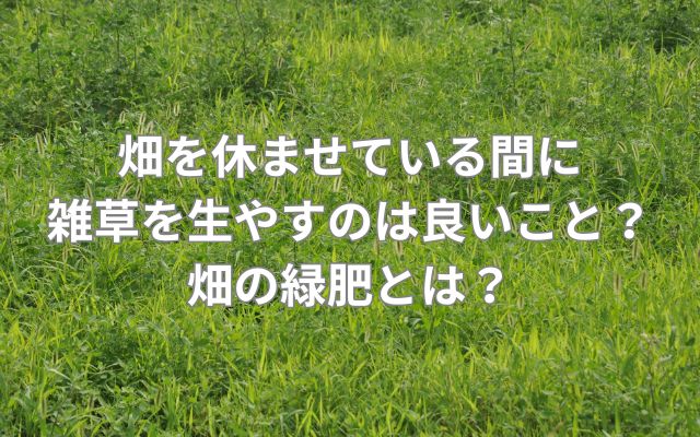 畑を休ませている間に雑草を生やすのは良いこと?畑の緑肥とは?