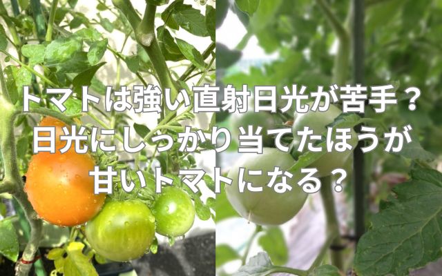 トマトは強い直射日光が苦手？日光にしっかり当てたほうが甘いトマトになる？