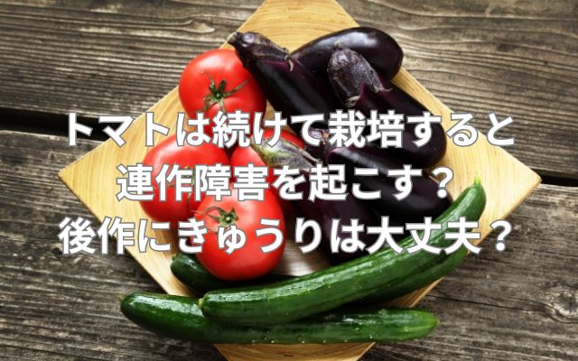 トマトは続けて栽培すると連作障害を起こす？後作にきゅうりは大丈夫？