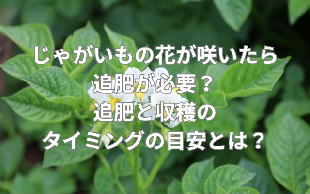 じゃがいもの花が咲いたら追肥が必要?追肥と収穫のタイミングの目安