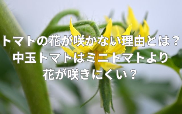 トマトの花が咲かない理由とは？中玉トマトはミニトマトより花が咲きにくい？
