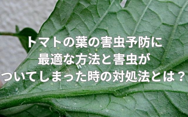 トマトの葉の害虫予防に最適な方法と害虫がついてしまった時の対処法とは？