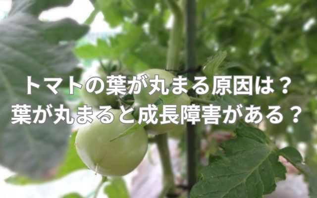 トマトの葉が外側に丸まる原因は？トマトの葉が丸まると成長に障害がある？