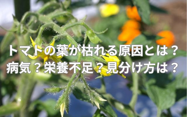 トマトの葉が枯れる原因とは？病気？栄養不足？見分け方は？