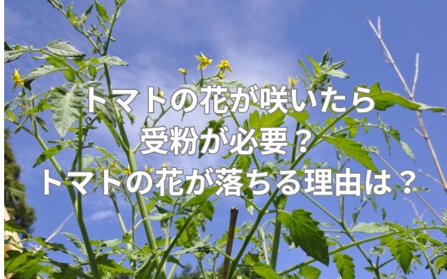 トマトの花が咲いたら受粉が必要？