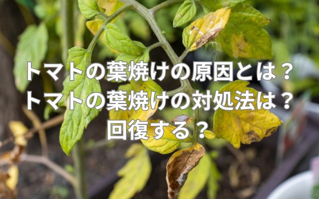 トマトの葉焼けの原因とは?トマトの葉焼けの対処法は?回復する?