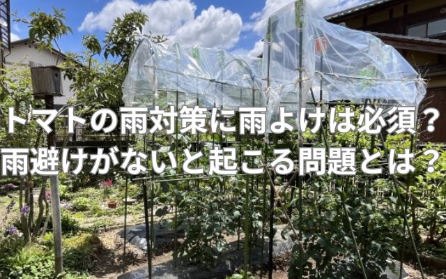 トマトの雨対策に雨よけは必須？雨避けがないと起こる問題とは？