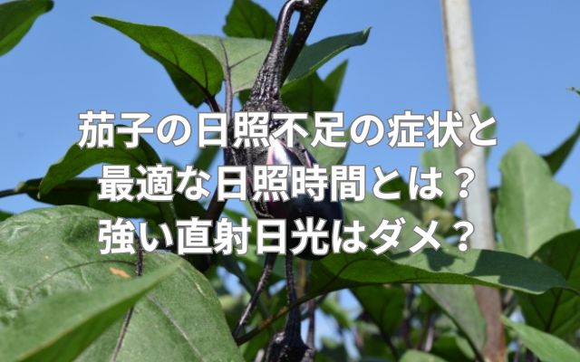 茄子の日照不足の症状と最適な日照時間とは?強い直射日光はダメ?