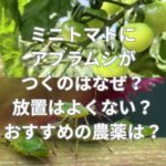 ミニトマトにアブラムシがつくのはなぜ？放置はよくない？おすすめの農薬は？