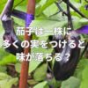 茄子は一株に多くの実をつけると味が落ちる？収穫タイミングでも味が変わる？