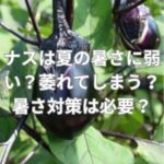 ナスは夏の暑さに弱い？萎れてしまう？暑さ対策は必要？