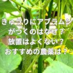 きゅうりにアブラムシがつくのはなぜ？放置はよくない？
