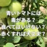 青いトマトには毒がある？食べてはいけない？赤くすれば大丈夫？