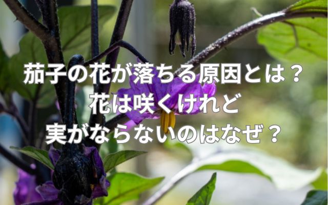 茄子の花が落ちる原因とは?花は咲くけれど実がならないのはなぜ?