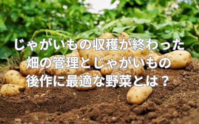 じゃがいもの収穫が終わった畑の管理とじゃがいもの後作に最適な野菜とは？