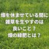 畑を休ませている間に雑草を生やすのは良いこと？畑の緑肥とは？