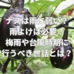 ナスは雨に弱い？雨よけは必要？梅雨や台風時期に行うべき世話