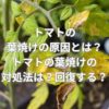 トマトの葉焼けの原因とは？トマトの葉焼けの対処法は？回復する？