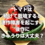 トマトは続けて栽培すると連作障害を起こす？後作にきゅうりは大丈夫？