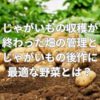 じゃがいもの収穫が終わった畑の管理とじゃがいもの後作に最適な野菜とは？