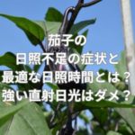 茄子の日照不足の症状と最適な日照時間とは？強い直射日光はダメ？