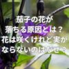 茄子の花が落ちる原因とは？花は咲くけれど実がならないのはなぜ？