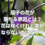 茄子の花が落ちる原因とは？花は咲くけれど実がならないのはなぜ？