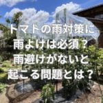 トマトの雨対策に雨よけは必須？雨避けがないと起こる問題とは？