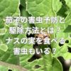 茄子の害虫予防と駆除方法とは？ナスの実を食べる害虫もいる？