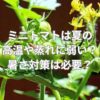 ミニトマトは夏の高温や蒸れに弱い？暑さ対策は必要？