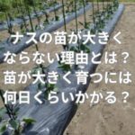 ナスの苗が大きくならない理由とは？苗が大きく育つには何日くらいかかる？