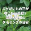 じゃがいもの花が咲いたら追肥が必要？追肥と収穫のタイミングの目安