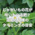 じゃがいもの花が咲いたら追肥が必要？追肥と収穫のタイミングの目安