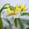 トマトの花が咲かない理由とは？中玉トマトはミニトマトより花が咲きにくい？