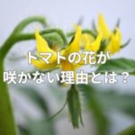 トマトの花が咲かない理由とは？中玉トマトはミニトマトより花が咲きにくい？