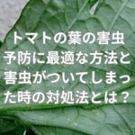 トマトの葉の害虫予防に最適な方法と害虫がついてしまった時の対処法とは？