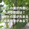 トマトの葉が外側に丸まる原因は？トマトの葉が丸まると成長に障害がある？