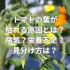 トマトの葉が枯れる原因とは？病気？栄養不足？見分け方は？