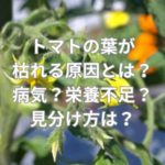 トマトの葉が枯れる原因とは？病気？栄養不足？見分け方は？