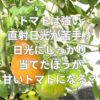 トマトは強い直射日光が苦手？日光にしっかり当てたほうが甘いトマトになる？