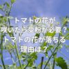 トマトの花が咲いたら受粉が必要？
