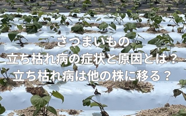 さつまいもの立ち枯れ病の症状と原因とは？立ち枯れ病は他の株に移る？