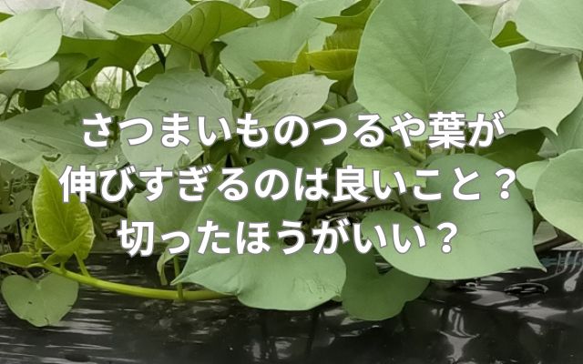 さつまいものつるや葉が伸びすぎるのは良いこと?切ったほうがいい?