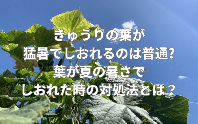 きゅうりの葉が猛暑でしおれるのは普通?葉が夏の暑さでしおれた時の対処法とは？