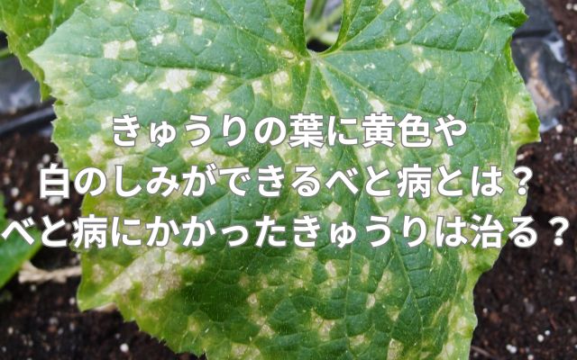 きゅうりの葉に黄色や白のしみができるべと病とは？べと病にかかったきゅうりは治る？