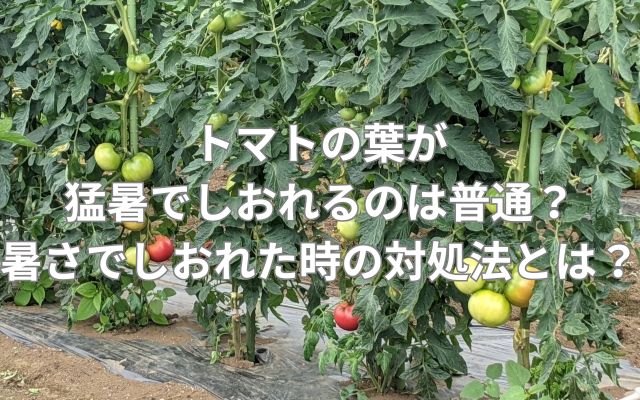 トマトの葉が猛暑でしおれるのは普通？暑さでしおれた時の対処法とは？