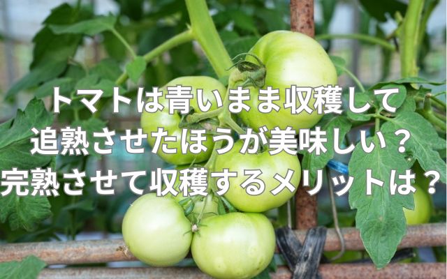 トマトは青いまま収穫して追熟させたほうが美味しい？完熟させて収穫するメリットとは？