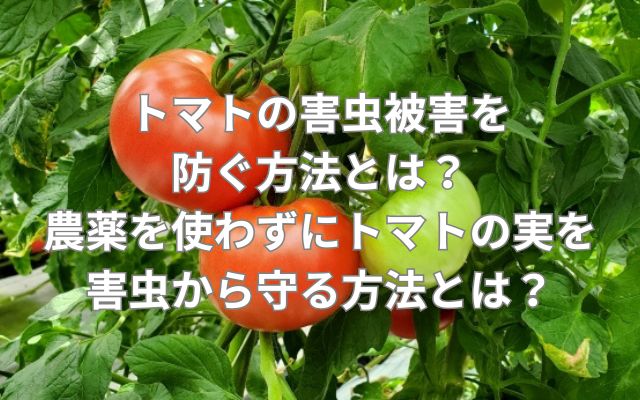 トマトの害虫被害を防ぐ方法とは？農薬を使わずにトマトの実を害虫から守る方法とは？