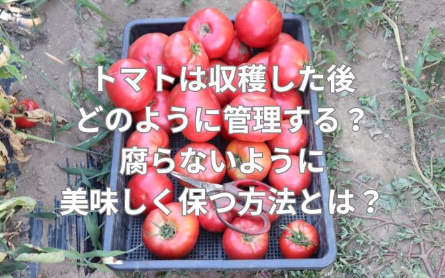 トマトは収穫した後どのように管理する？腐らないように美味しく保つ方法とは？